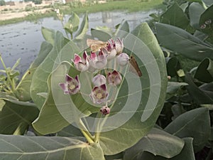 Calotropis ProceraA Milkweed Tree To Feed Them All