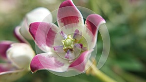 calotropis procerq flower macro view photo