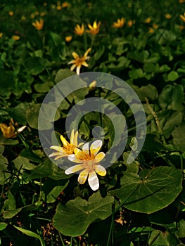 Caltha. Caltha palustris, known as marsh-marigold and kingcup.  Marsh marigold