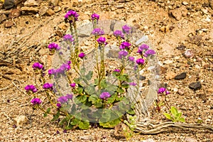 Caltha-Leaf Phacelia