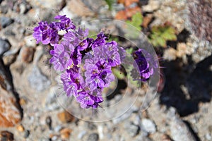 California Wildflower Series - Caltha Leafed Phacelia - Phacelia calthifolia - Anza-Borrego Desert State Park photo