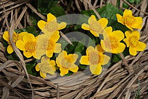 Caltha palustris