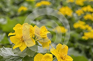 Caltha palustris, first spring flower Adonis vernalis