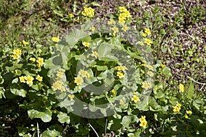 Caltha palustris flowers