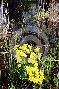 Caltha palustris growing in swamp. Spring flowers. Marsh Marigold flowers