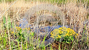 Caltha palustris growing in swamp. Spring flowers. Marsh Marigold flowers