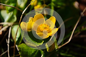 Caltha palustris or kingcup yellow flower, perennial herbaceous plant of the buttercup family