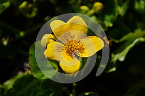 Caltha palustris or kingcup yellow flower, perennial herbaceous plant of the buttercup family