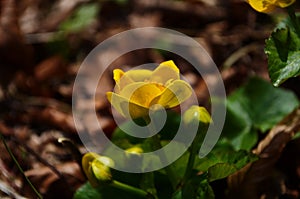 Caltha palustris or kingcup yellow flower, perennial herbaceous plant of the buttercup family