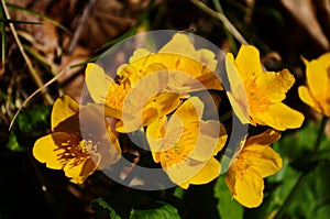 Caltha palustris or kingcup yellow flower, perennial herbaceous plant of the buttercup family