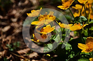 Caltha palustris or kingcup yellow flower, perennial herbaceous plant of the buttercup family