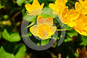 Caltha palustris or kingcup yellow flower, perennial herbaceous plant of the buttercup family