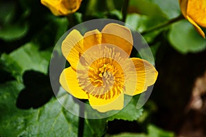 Caltha palustris or kingcup yellow flower, perennial herbaceous plant of the buttercup family