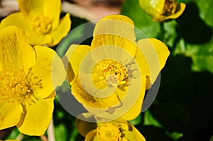Caltha palustris or kingcup yellow flower, perennial herbaceous plant of the buttercup family