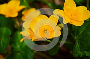 Caltha palustris or kingcup yellow flower, perennial herbaceous plant of the buttercup family