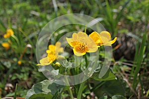 Caltha palustris - Marigold