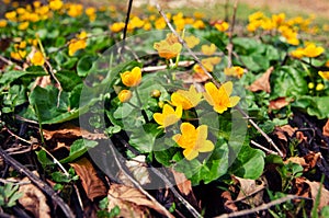 Caltha palustris- marsh marigold