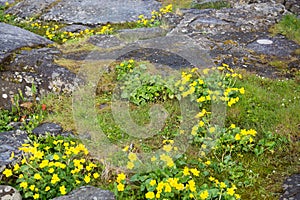 Caltha palustris or marsh marigold or kingcup