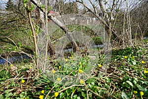 Caltha palustris, marsh-marigold and kingcup, is a small to medium size perennial herbaceous plant of the buttercup family.