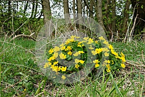 Caltha palustris,spring European flower, Czech Republic