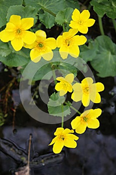 Caltha palustris in the spring at Stourhead
