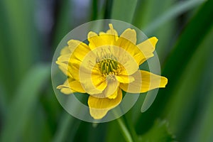 Caltha palustris yellow muddy plant with flowers in bloom