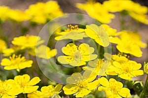 Caltha palustris. Yellow wildflowers close-up. Spring background. Selective focus.