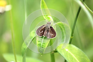 The Caltoris cahira austeni butterfly photo