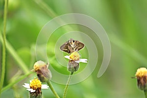 The Caltoris cahira austeni butterfly photo