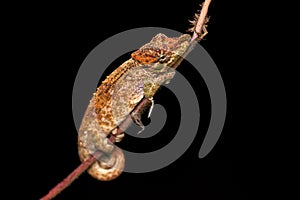 Calumma fallax, short-nosed deceptive chameleon, sitting on the tree branch in the nature habitat, Ranomafana NP. Endemic Lizard