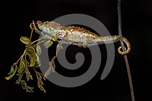 Calumma fallax, short-nosed deceptive chameleon, sitting on the tree branch in the nature habitat, Ranomafana NP. Endemic Lizard photo