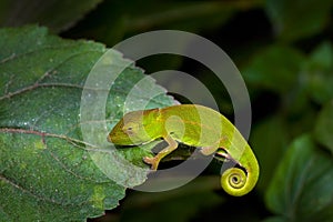 Calumma glawi, Glaw\'s Chameleon, green chameleon lizard endemic to eastern Madagascar, sitting on the leaves in the night,