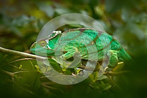 Calumma parsonii, Parson\'s chameleon, in the nature forest habitat, Andasibe Mantadia photo