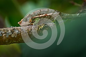 Calumma parsonii ssp. cristifer, Parson\'s chameleon, green forest vegetation. Chameleon in the