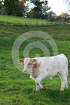 Calv on pasture