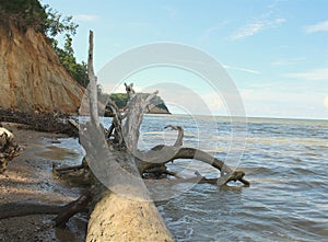 Calvart Cliffs in Maryland with a large fallen log resting on the beach side.
