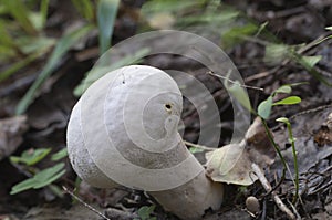 Calvatia excipuliformis mushroom