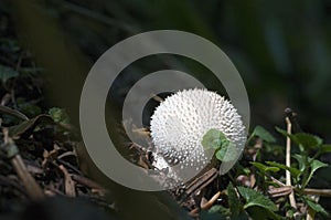 Calvatia is a genus of puffball mushrooms that includes the spectacular giant puffbal