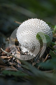 Calvatia is a genus of puffball mushrooms that includes the spectacular giant puffbal.