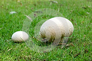 Calvatia gigantea mushroom Giant puffball in meadow. Giant puffball fungus - delicious and healthy food.