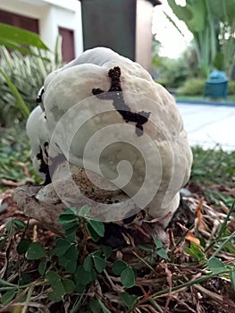 Calvatia nipponica, a puffball mushroom photo