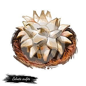 Calvatia sculpta, mushroom of Serran type digital art illustration. Sculpted pyramid puffball veggie on ground, closeup of natural