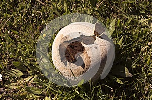 Calvatia utriformis Mosaic Puffball large mushroom in the shape of a small cream-white ball, with an irregular surface growing