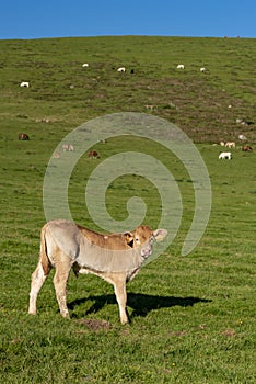 Calve grazing in the mountains, Erro valley