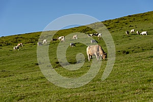Calve grazing in the mountains, Erro valley