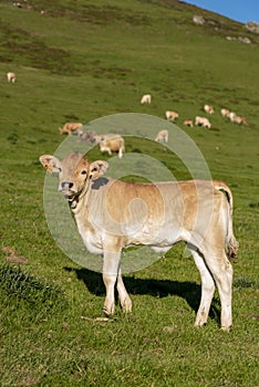 Calve grazing in the mountains, Erro valley