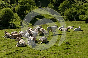 Calve grazing in the mountains, Erro valley