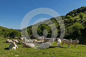 Calve grazing in the mountains, Erro valley