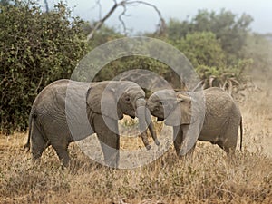 Calves of African Elephant