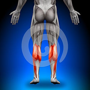 Calves - Anatomy Muscles